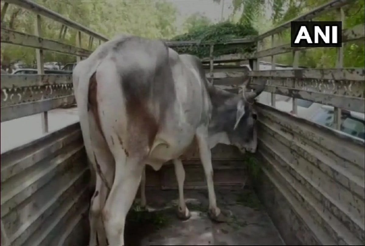 A cow was produced in local court jodhpur over its ownership dispute Judge ruled out