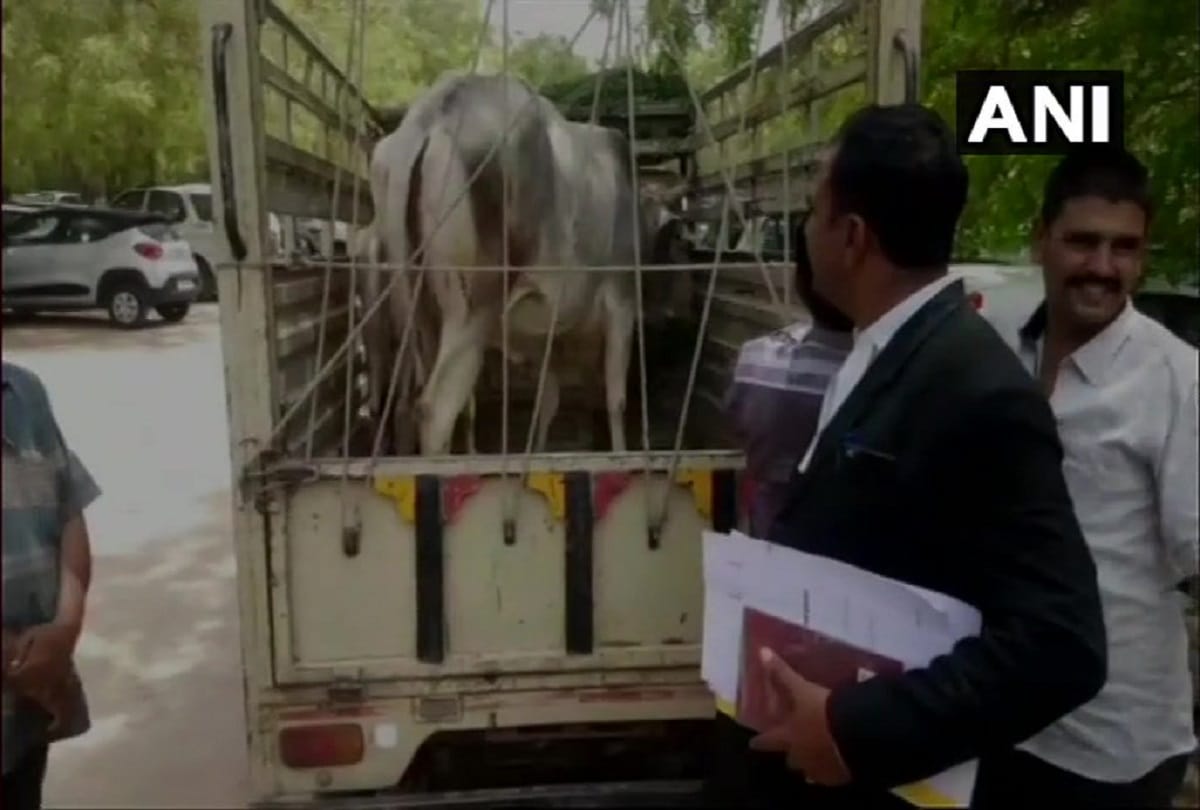A cow was produced in local court jodhpur over its ownership dispute Judge ruled out