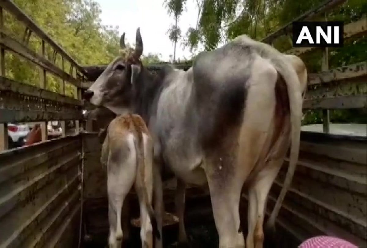 4 cows cought