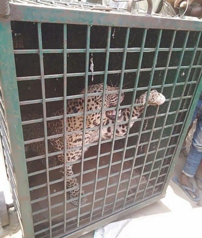 Leopard left in the farest