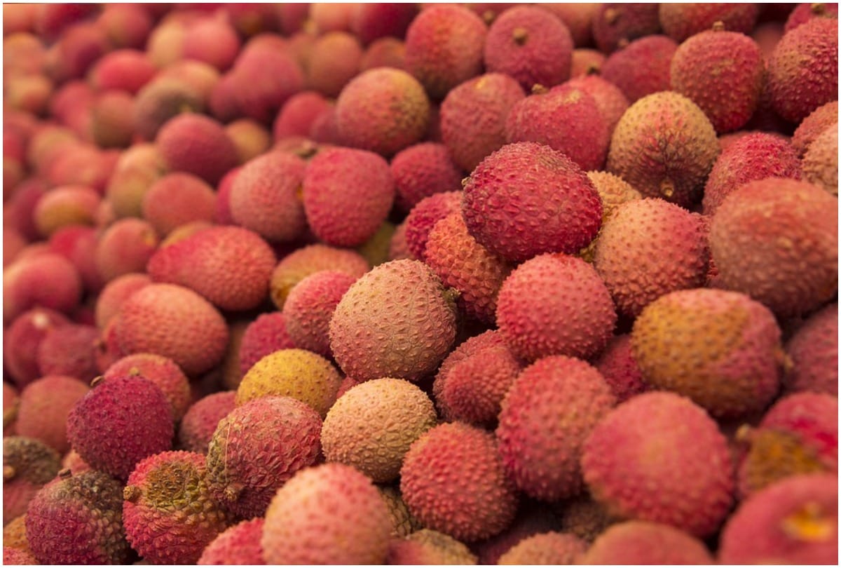 Horticulture department rejected speculation regarding chamki fever by eating lychee