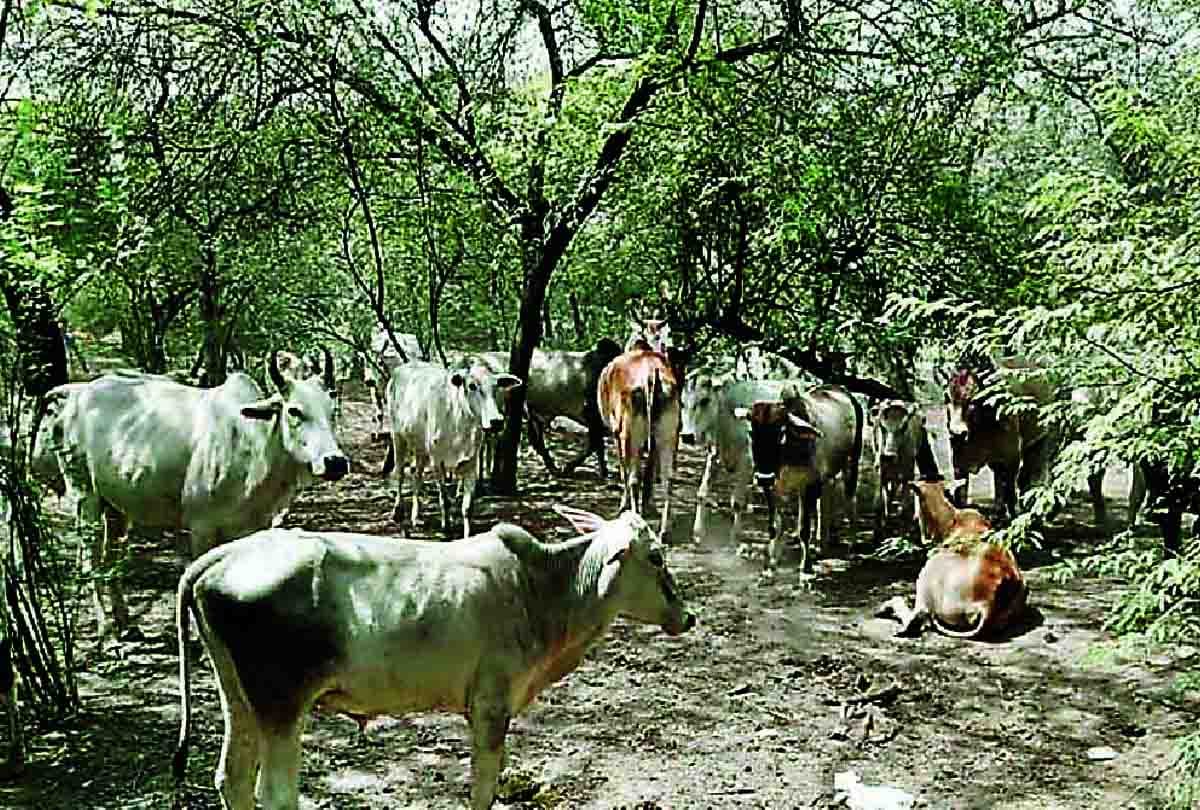 cattle died in etawah, action against village chief and Secretary