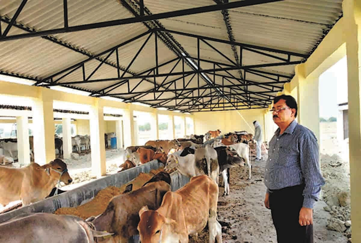 if leaved the cattles then punishment of 1 thousand