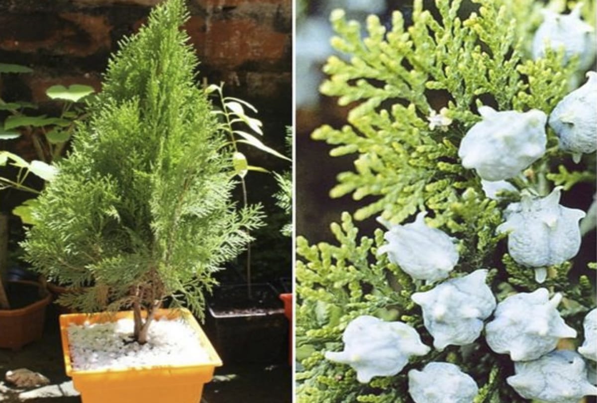 vastu tips morpankhi plant is beneficial for your home decor