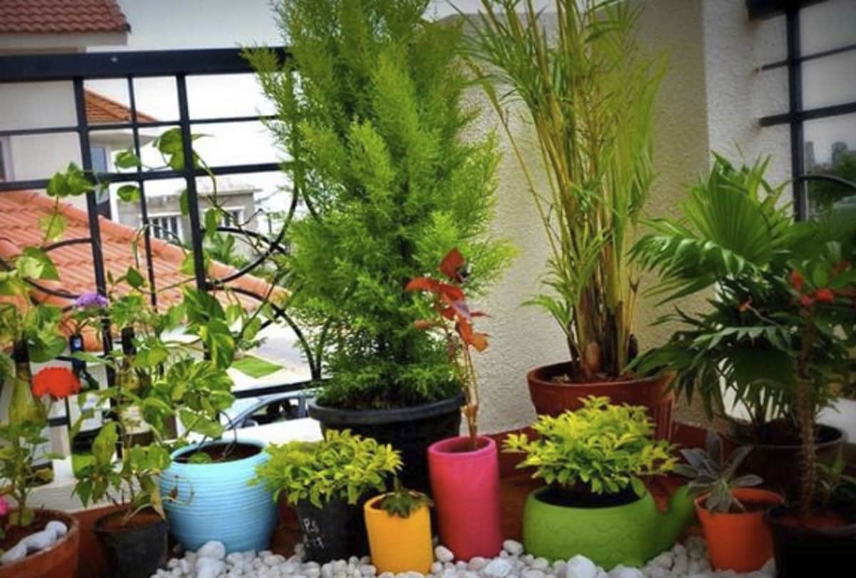 vastu tips morpankhi plant is beneficial for your home decor