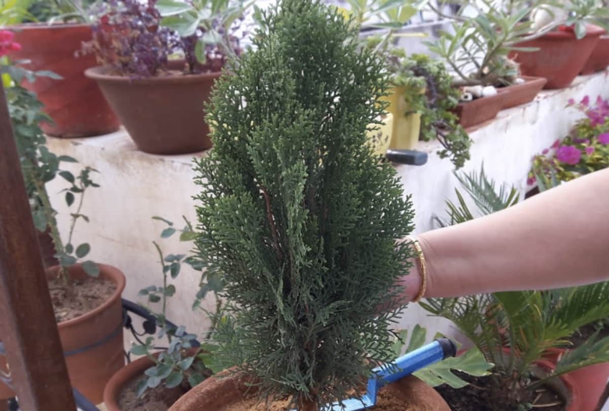 vastu tips morpankhi plant is beneficial for your home decor