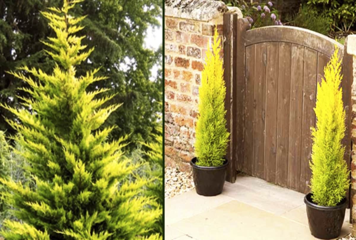 vastu tips morpankhi plant is beneficial for your home decor