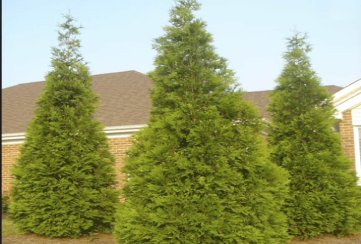 vastu tips morpankhi plant is beneficial for your home decor