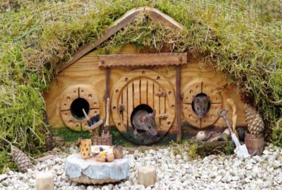 wildlife photographer simon dell made village for rats