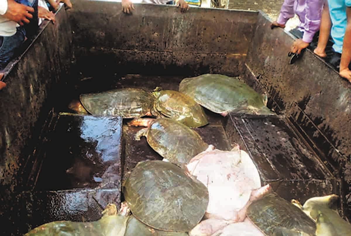32 tortoise from taskar