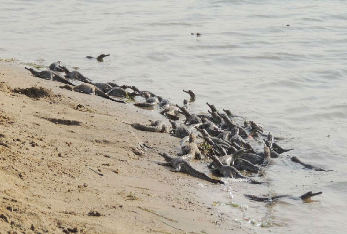 number of gharials grew up in Chambal river