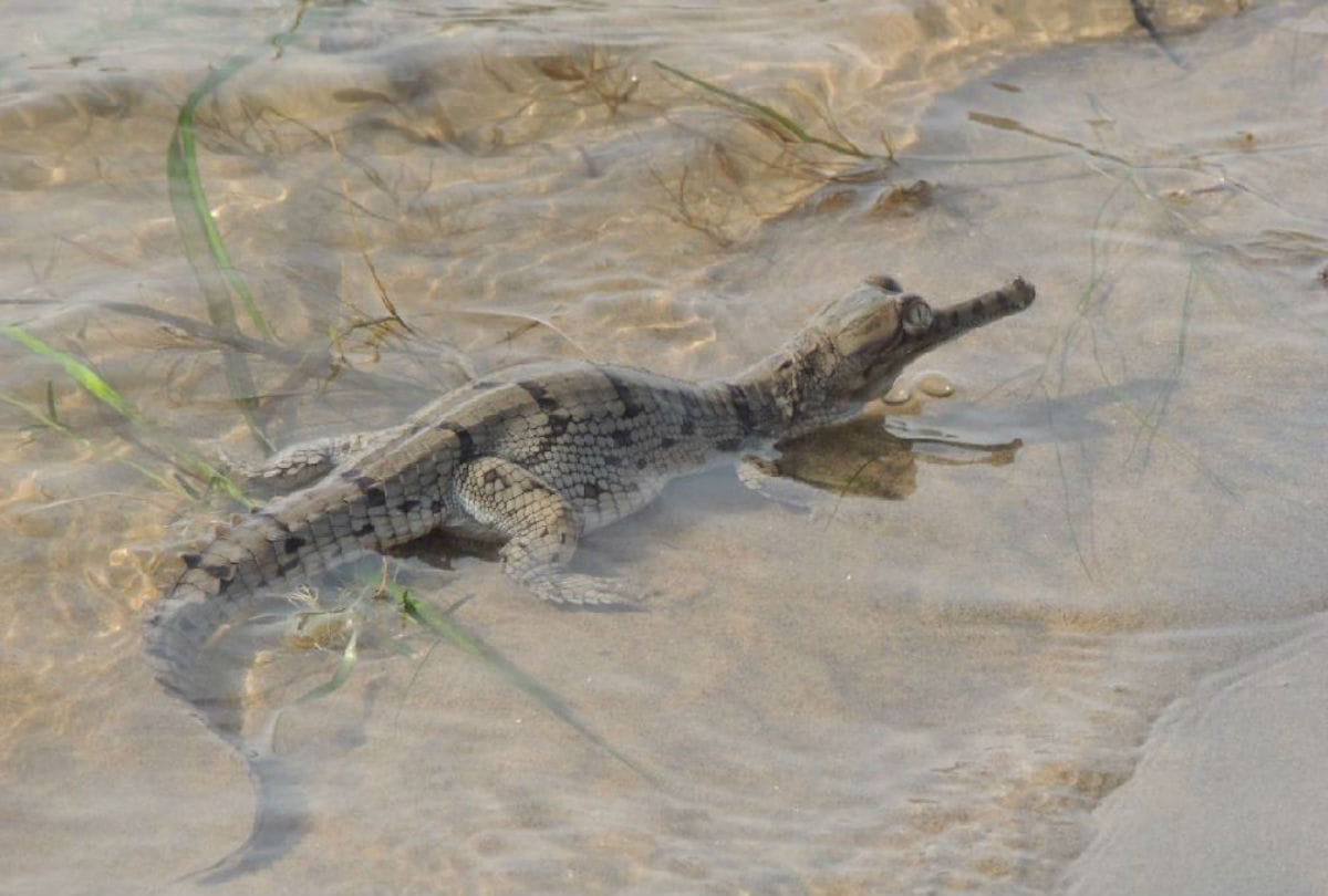 number of gharials grew up in Chambal river