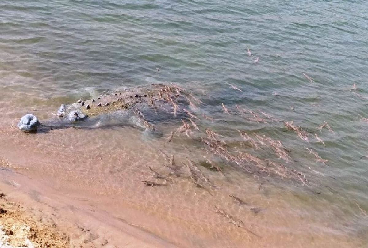 Increase numbers of crocodiles in Chambal river