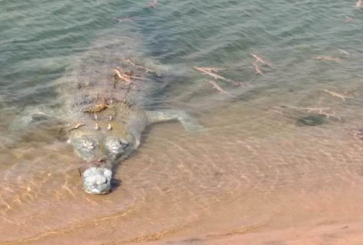 five hundred newborn alligator In Chambal Sanctuary In Agra