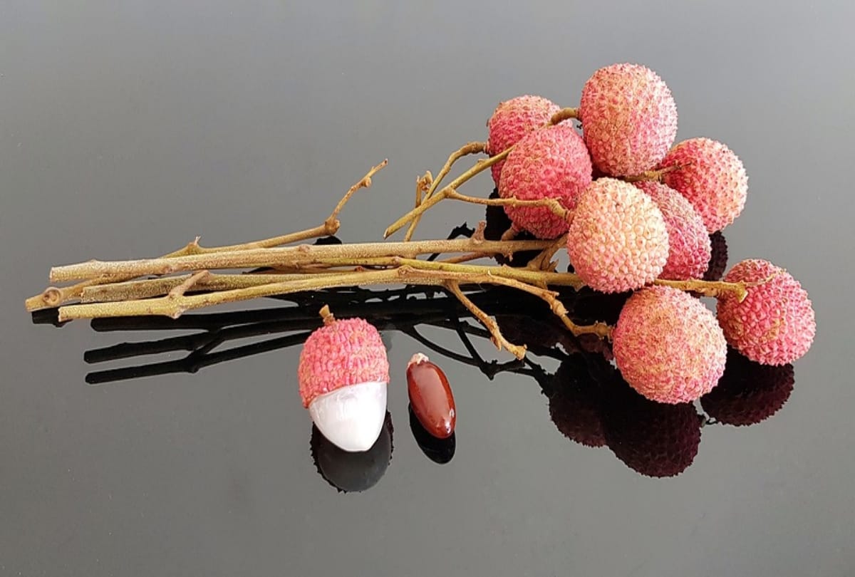 litchi cause Acute encephalitis syndrome children dying in muzaffarpur