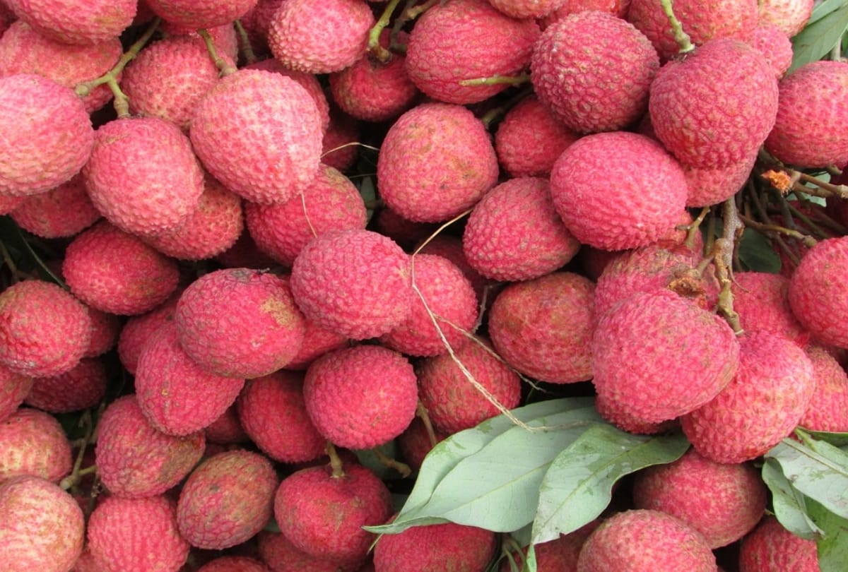litchi cause Acute encephalitis syndrome children dying in muzaffarpur