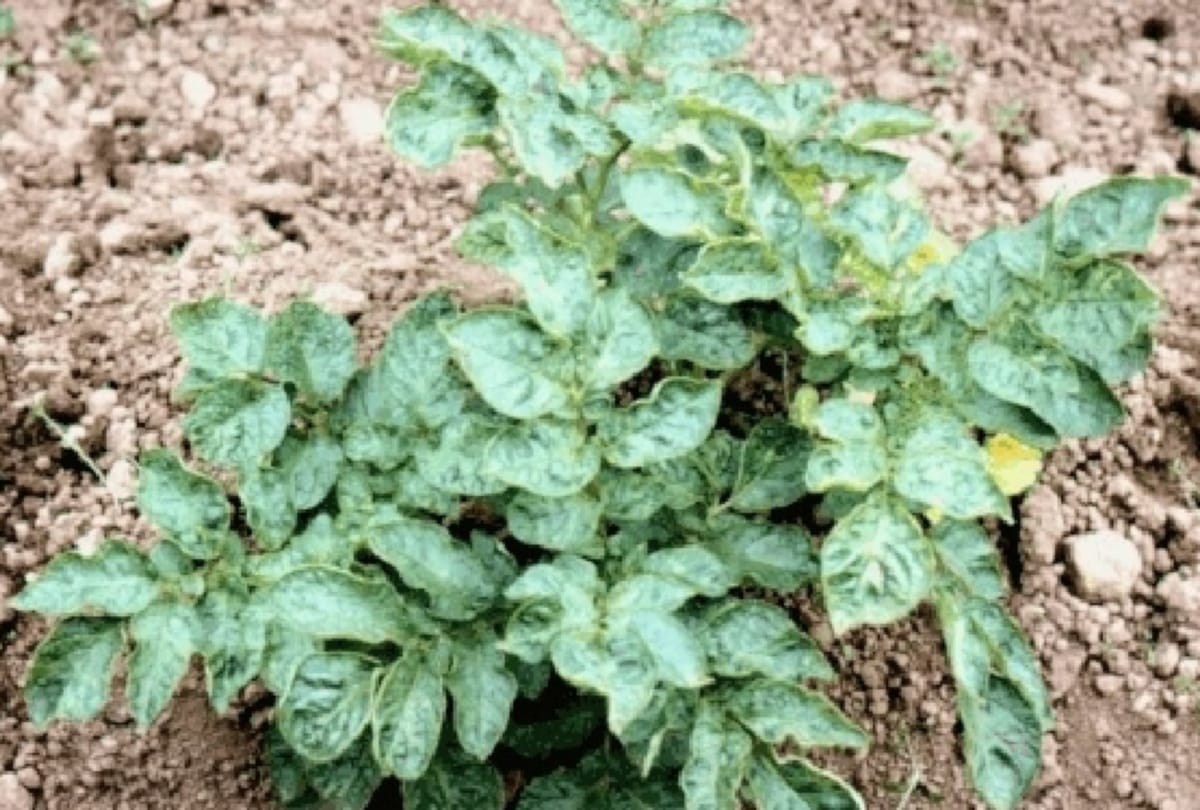 Potato crop began to suffer from Late blight disease