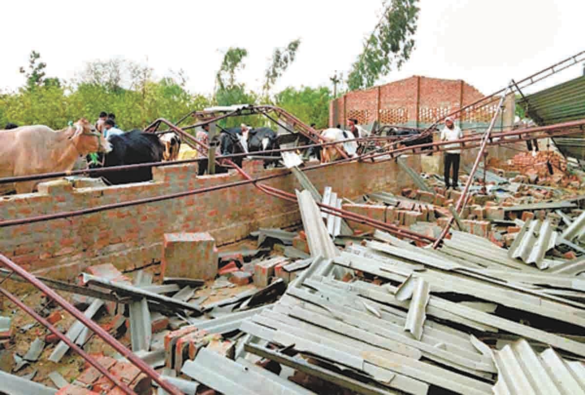Pratapgarh: Pillar of cows broken down by storm, father's death, son serious