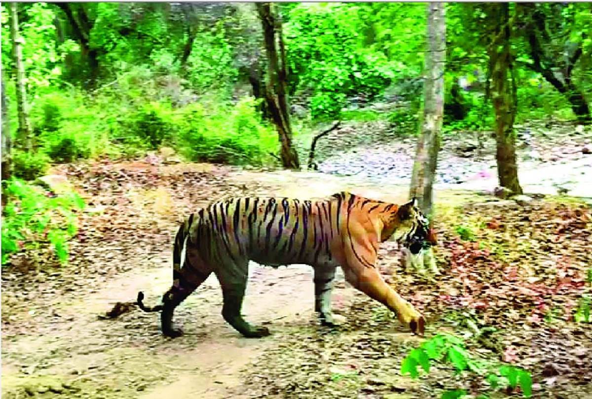international tiger day 2019 tiger increased in uttarakhand