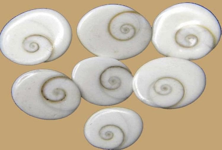 Gomati Chakra Upay :गोमती चक्र के फायदे जानकर आप रह जाएंगे हैरान,सभी  समस्याओं का होता है इससे निदान - Gomati Chakra Benefits And Upay For Every  Problems Full Details In Hindi -