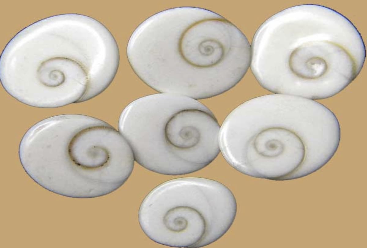 Gomati Chakra Benefits and Upay for Every Problems Full Details in Hindi