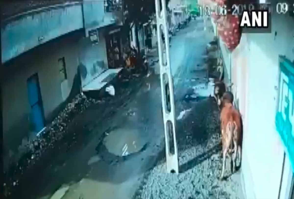 bull attack video in gujarat viral on social media