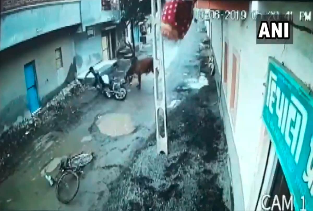 bull attack video in gujarat viral on social media