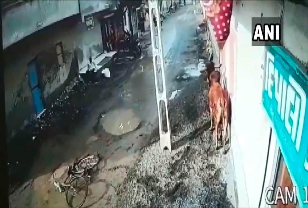 bull attack video in gujarat viral on social media