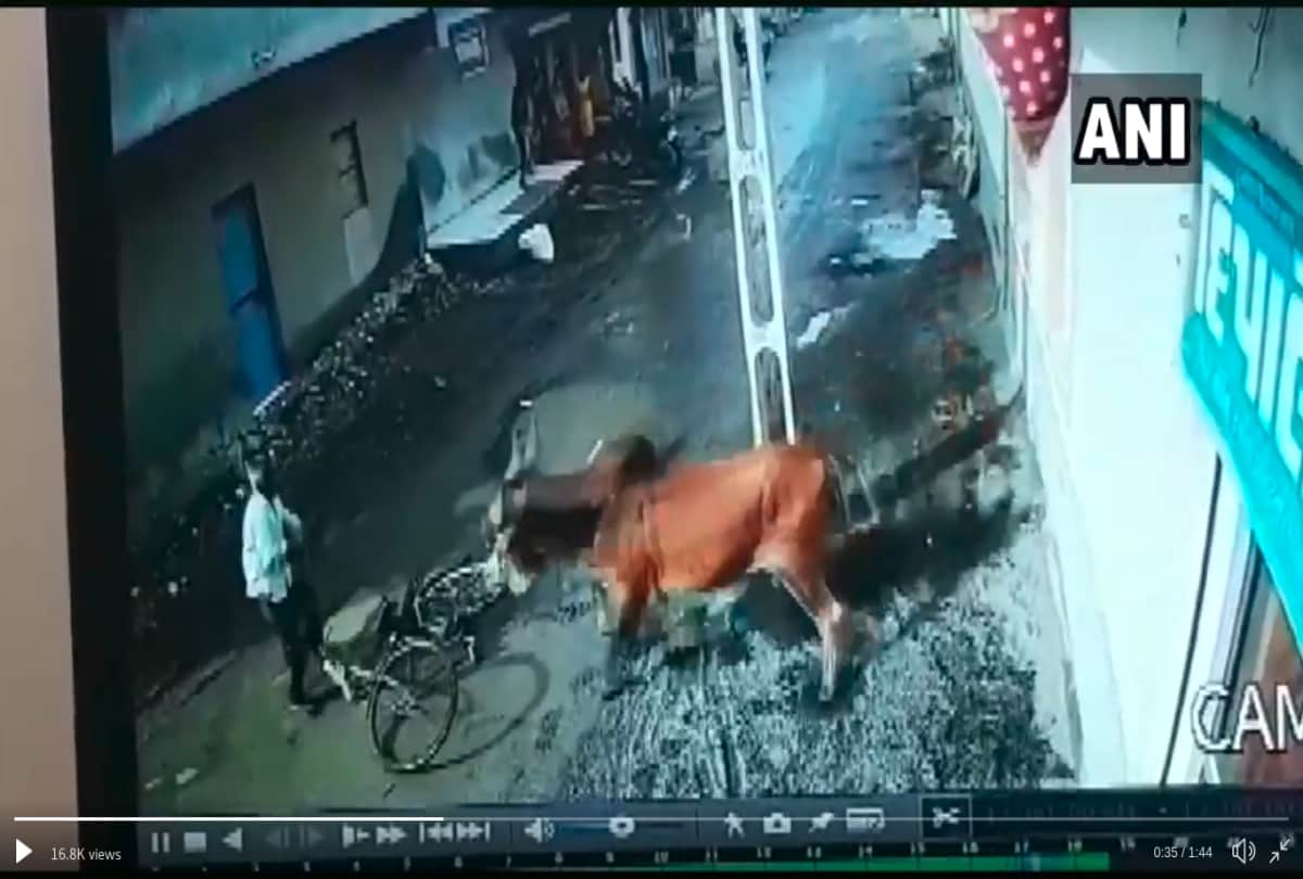 bull attack video in gujarat viral on social media