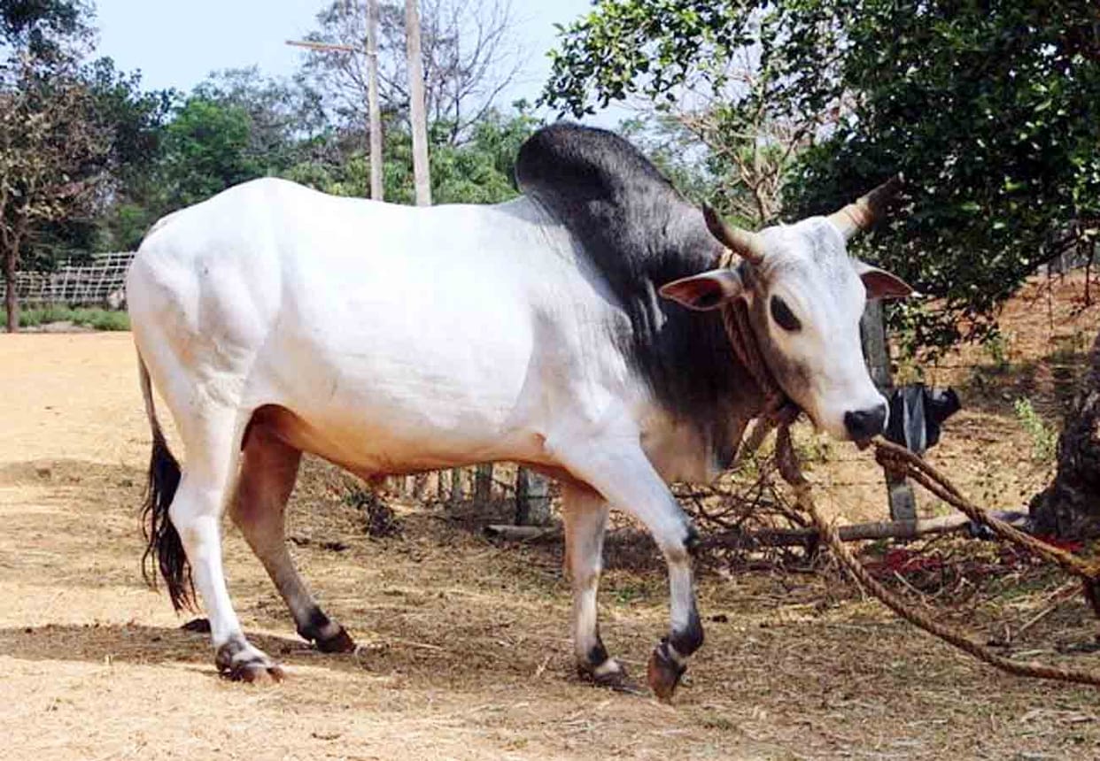 Farmer killed in bull attack at Basti