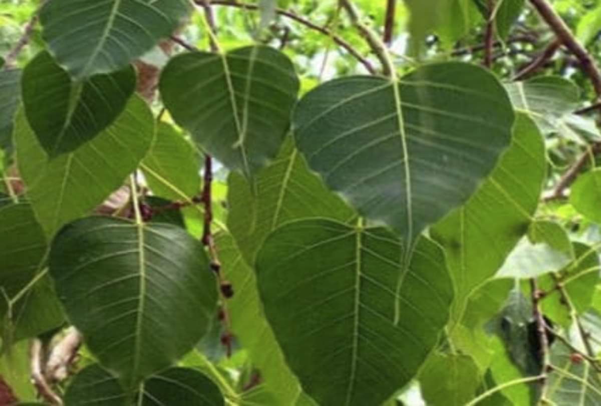 keep these things to your wallet for save money