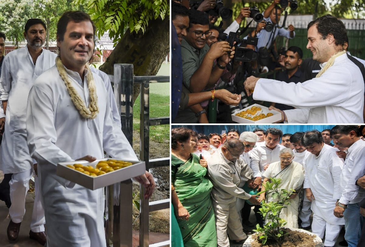 rahul gandhi 49 birthday celebration distribute laddoo plant tree fire cracker