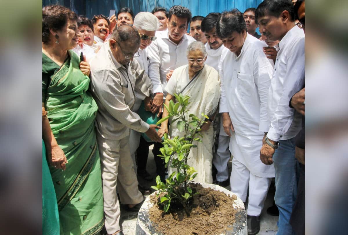 rahul gandhi 49 birthday celebration distribute laddoo plant tree fire cracker