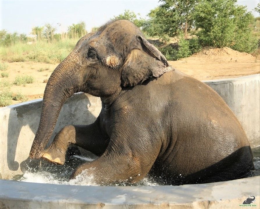 Treatment of elephants