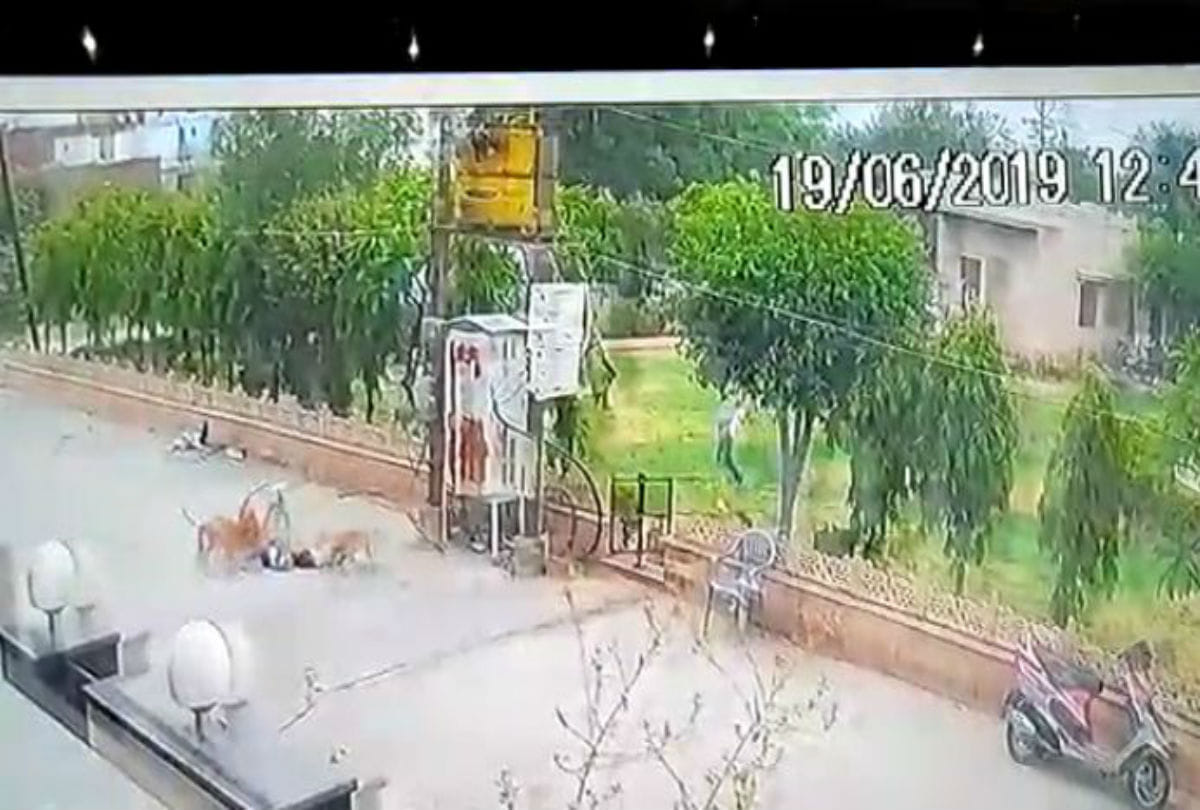 strays dogs attacks three year old child in mathura