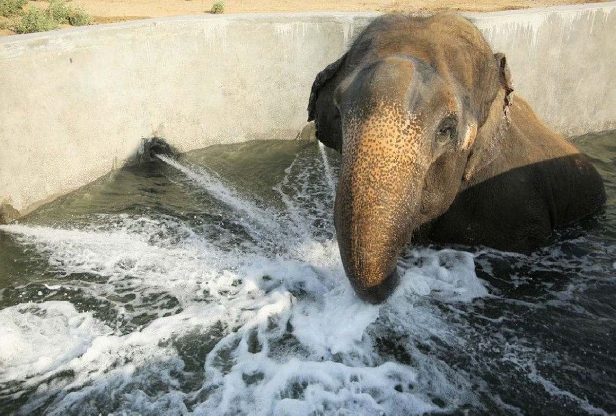 Elephant Hospital For Hydrotherapy Jumbo Pool Up News Agra