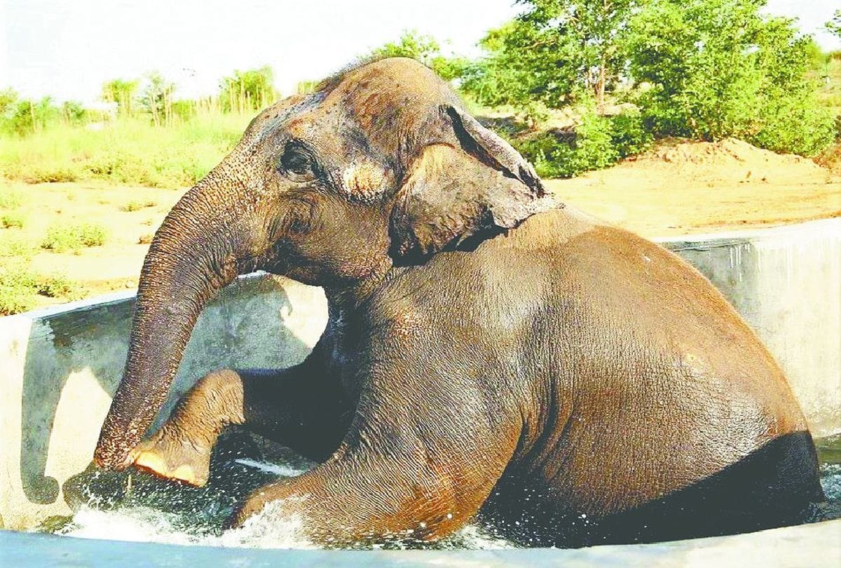 Elephant Hospital For Hydrotherapy Jumbo Pool Up News Agra