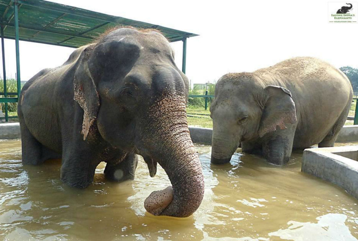 Elephant Hospital For Hydrotherapy Jumbo Pool Up News Agra