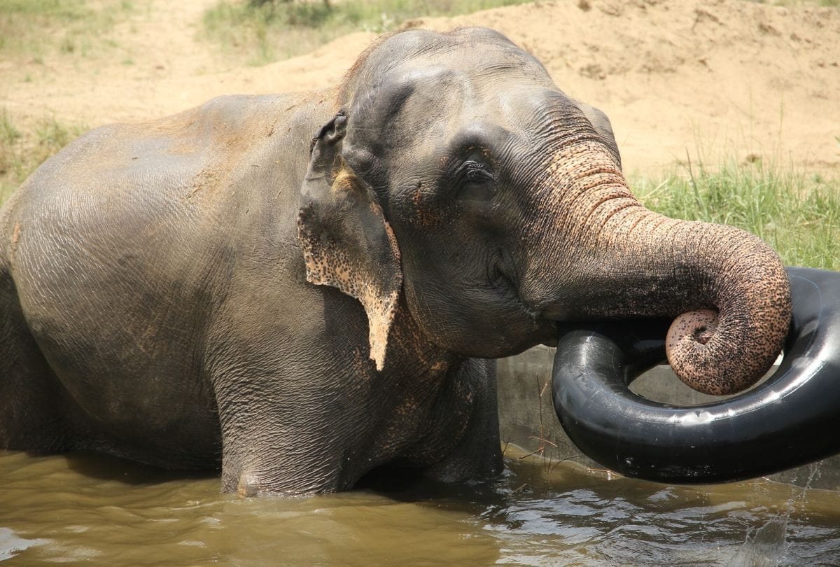 jumbo pool in elephant hospital for hydrotherapy in mathura