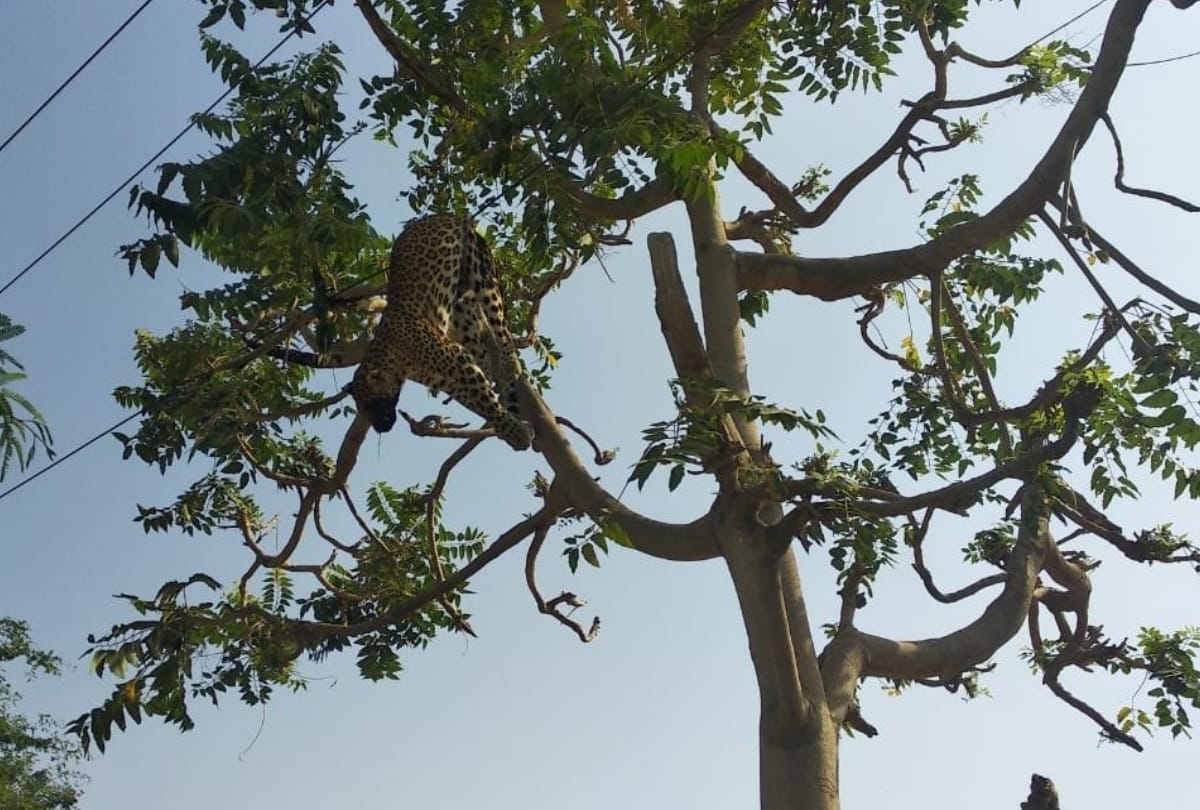 Leopard dies due to electrocution in Gurugram all update
