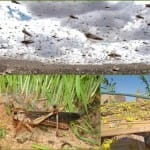 भारत-पाक सीमा पर टिड्डी दल का धावा