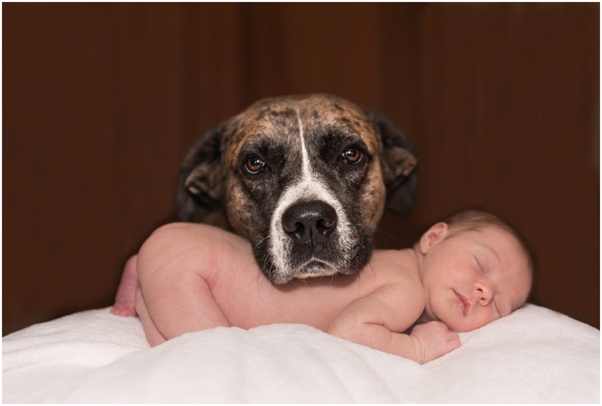 Science finds yet another reason having a dog is actually really good for you