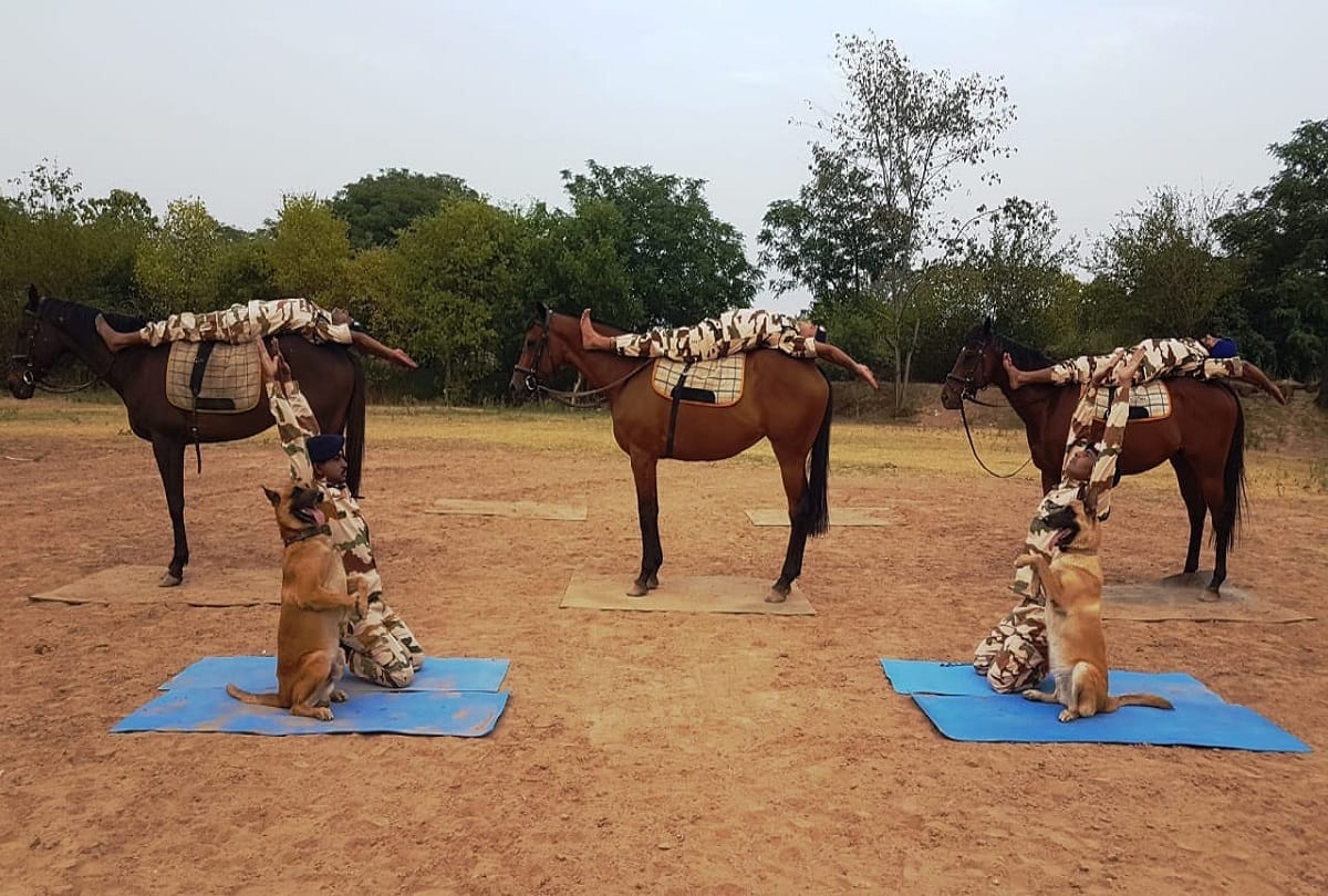 International Yoga Day 2019: horse and searching dogs are also doing yoga with ITBP personnels