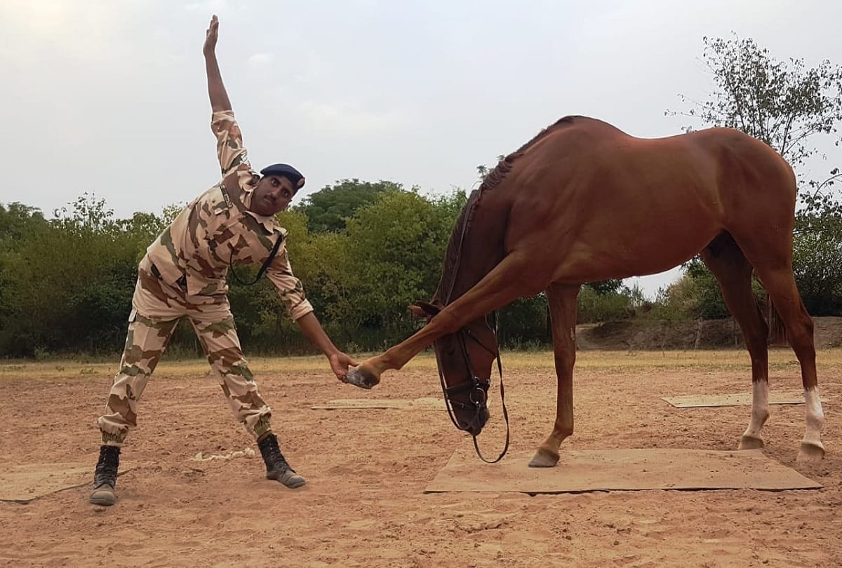 International Yoga Day 2019: horse and searching dogs are also doing yoga with ITBP personnels
