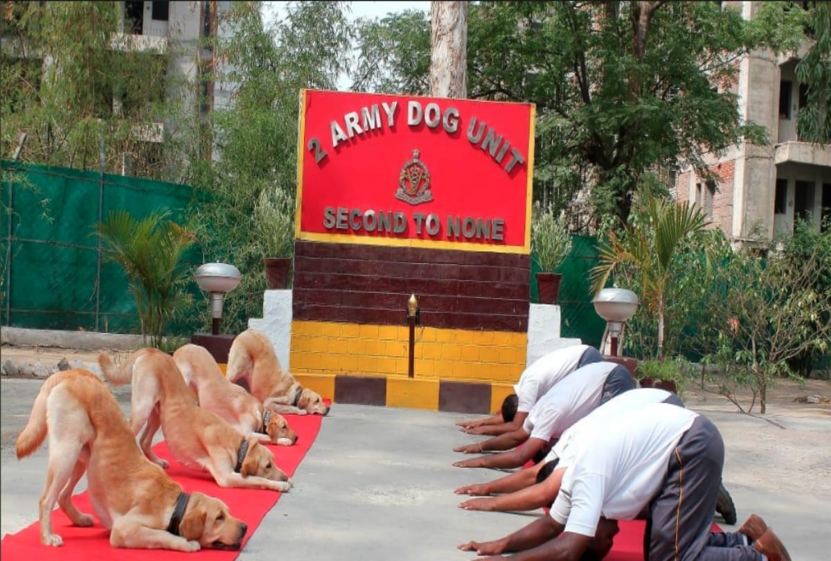 International Yoga Day 2019 dog yoga photos viral on social media