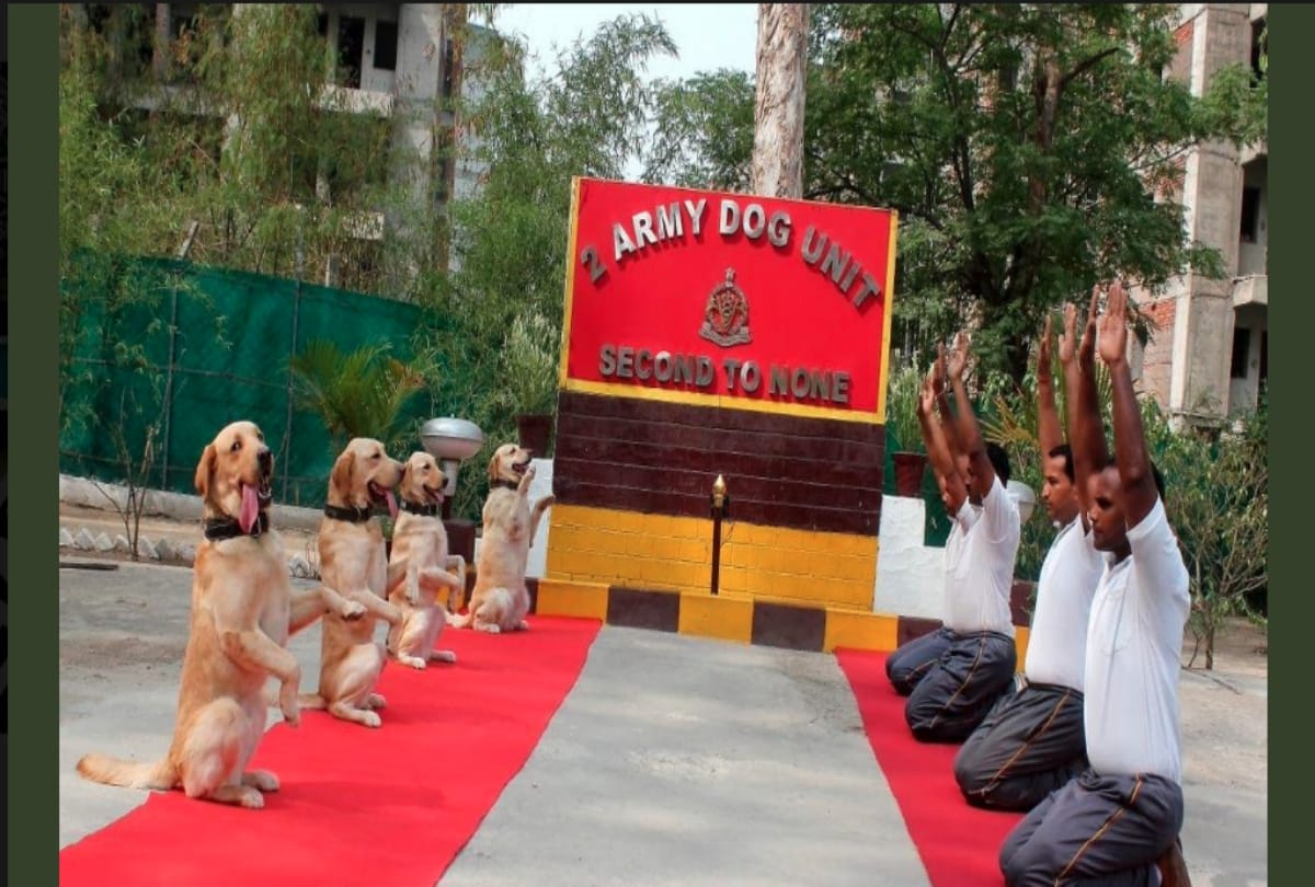 International Yoga Day 2019 dog yoga photos viral on social media