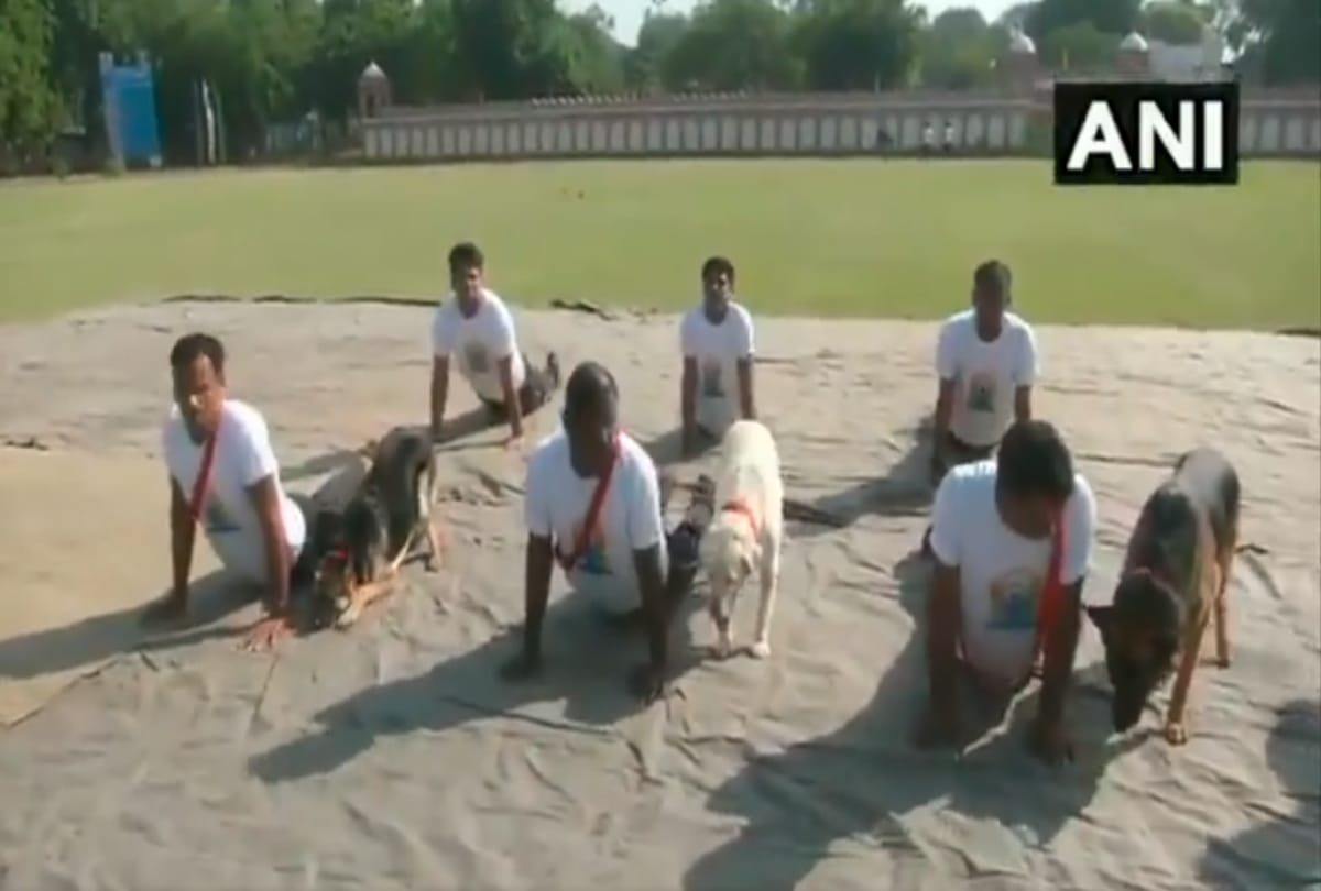 International Yoga Day 2019 dog yoga photos viral on social media