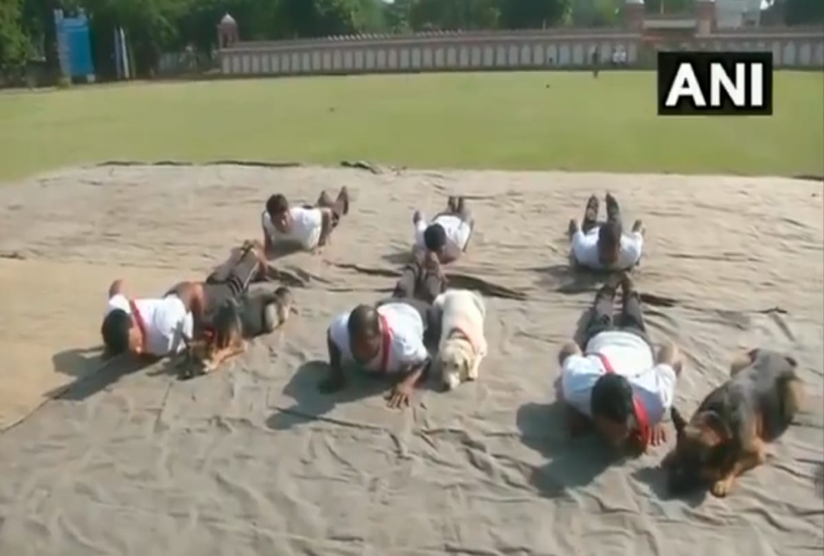 International Yoga Day 2019 dog yoga photos viral on social media