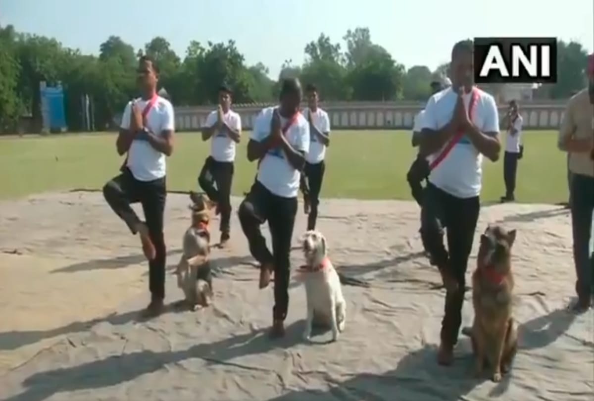 International Yoga Day 2019 dog yoga photos viral on social media