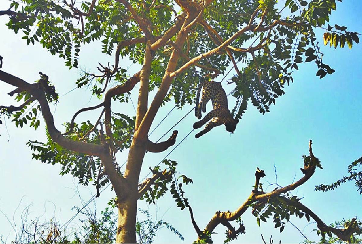 Leopard death due to hitting High tension line in Sohna, Gurugram